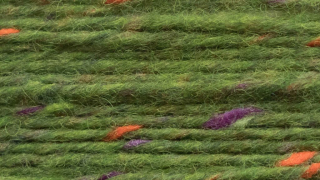 Kilcarra Tweed - 4824 Achaius